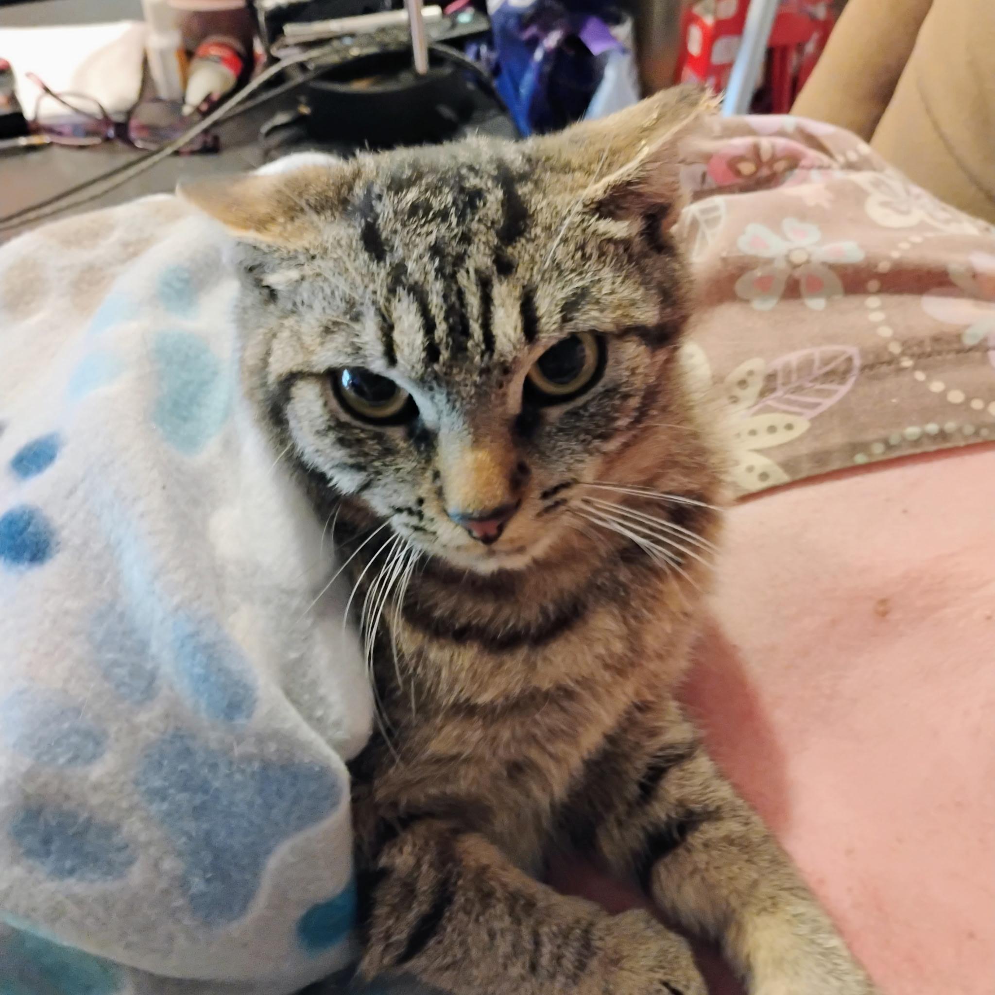 Pinkerton, Adoptable, Young Female Torbie.