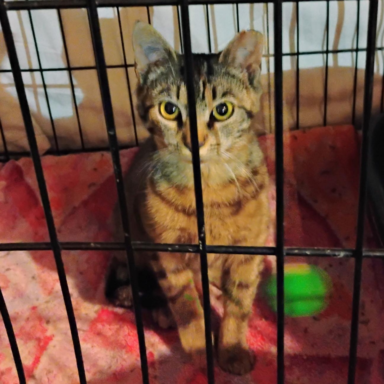 Enlarge Pinkerton, a Adoptable Torbie in Maple Shade, NJ image 3/4