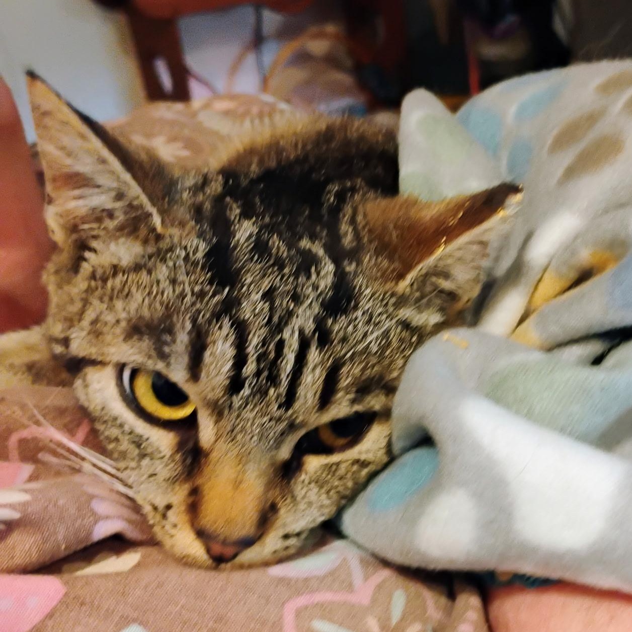 Enlarge Pinkerton, a Adoptable Torbie in Maple Shade, NJ image 4/4