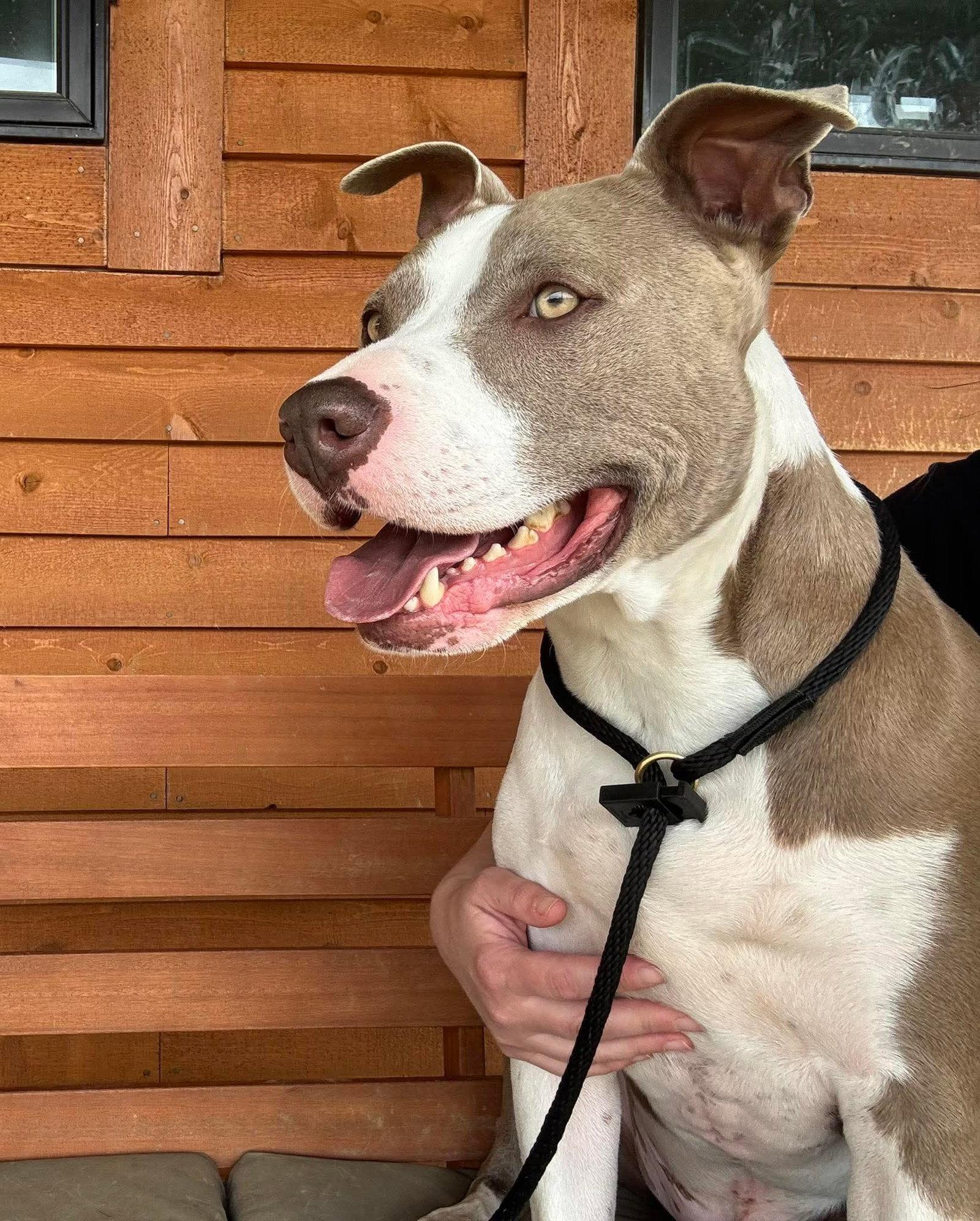 Two Tone Tucker, Adoptable, Adult Male Pit Bull Terrier.