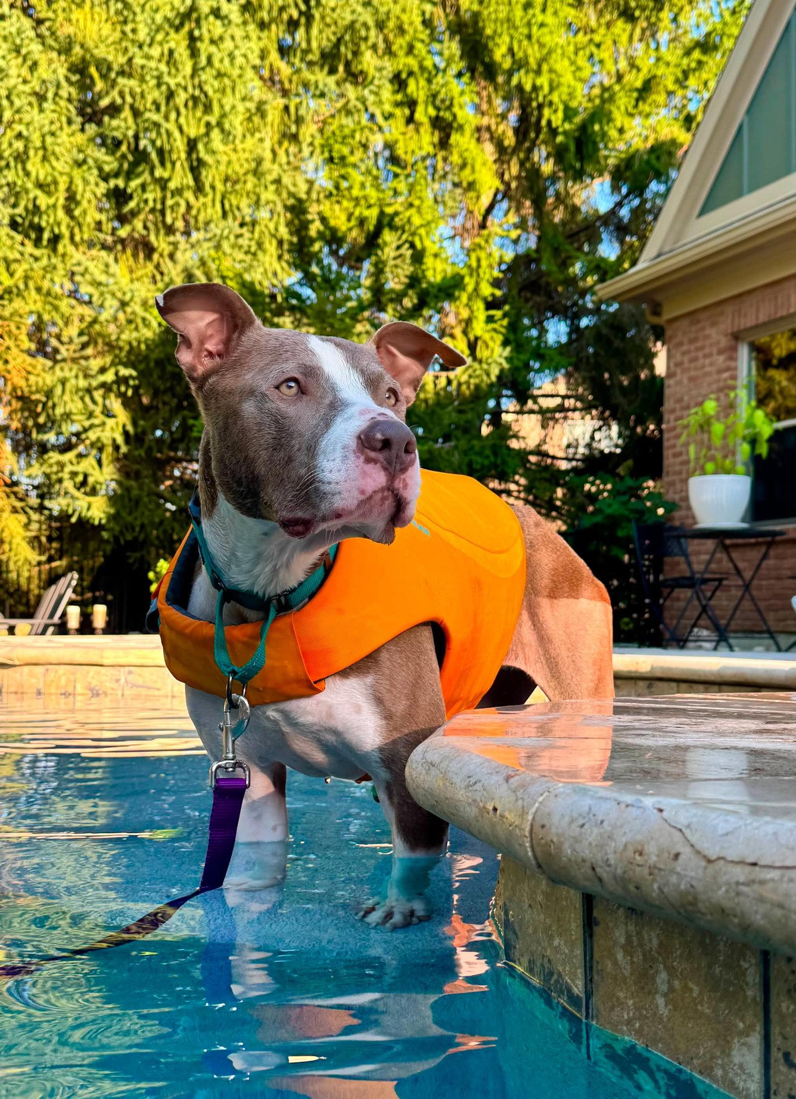 Two Tone Tucker, a Adoptable Pit Bull Terrier in Germantown, OH image 1/3