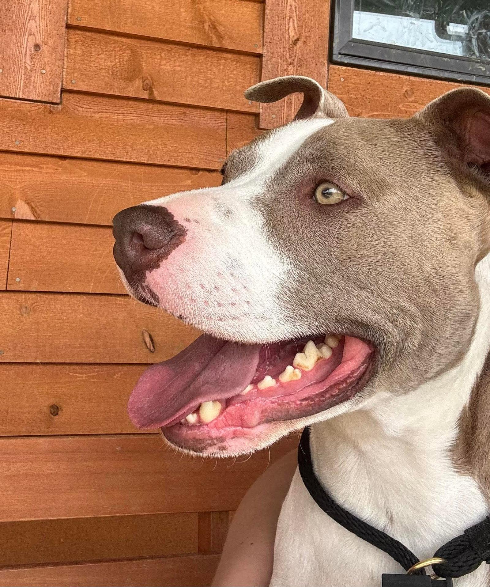 Enlarge Two Tone Tucker, a Adoptable Pit Bull Terrier in Germantown, OH image 2/3