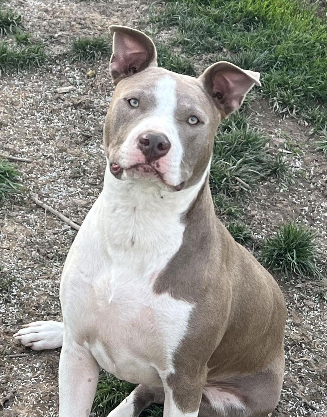 Two Tone Tucker, Adoptable, Adult Male Pit Bull Terrier.