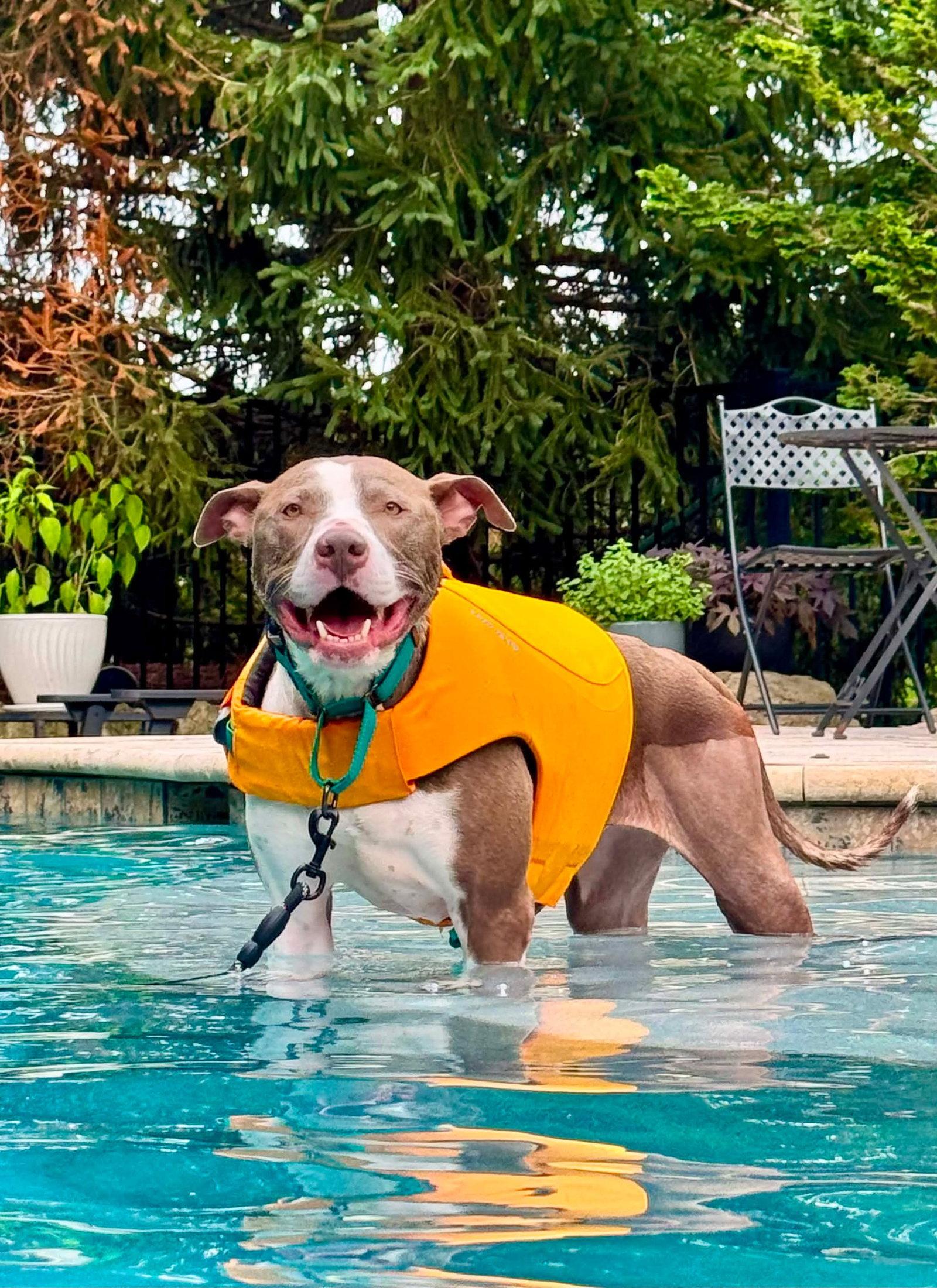 Two Tone Tucker, a Adoptable Pit Bull Terrier in Germantown, OH image 2/3