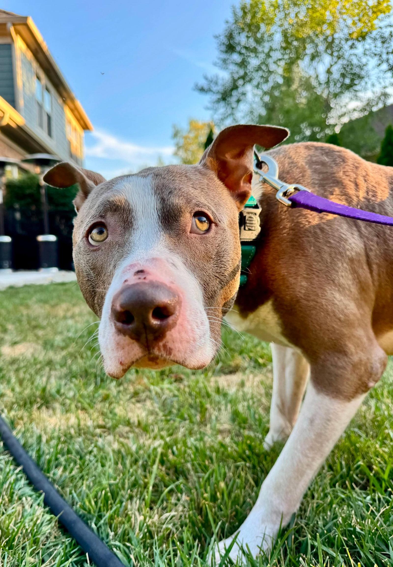 Two Tone Tucker, a Adoptable Pit Bull Terrier in Germantown, OH image 3/3