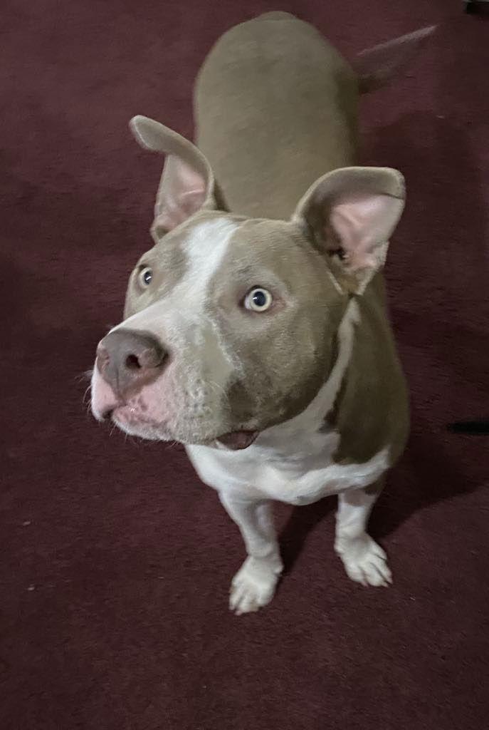 Two Tone Tucker, a Adoptable Pit Bull Terrier in Germantown, OH image 2/3