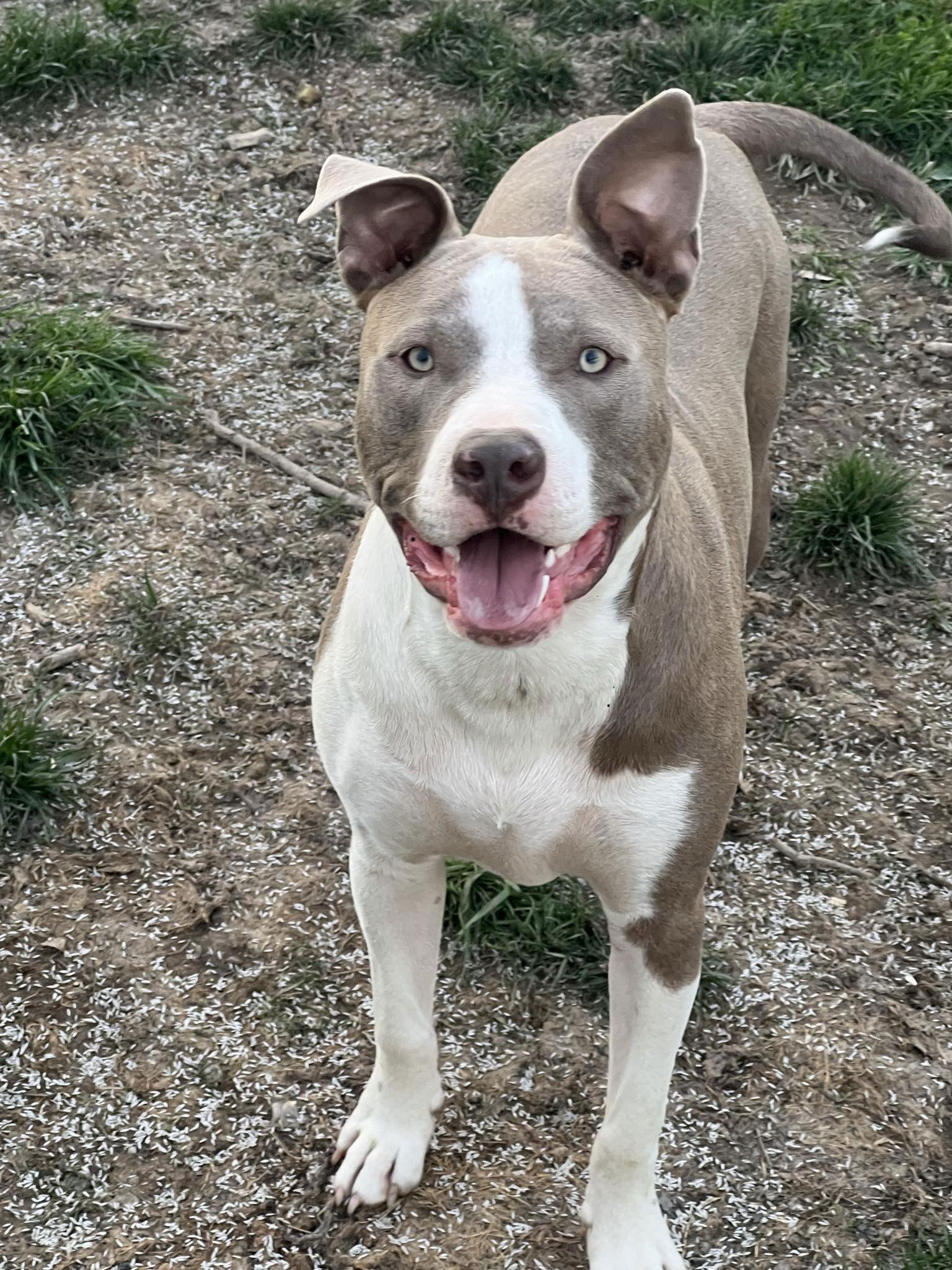 Two Tone Tucker, a Adoptable Pit Bull Terrier in Germantown, OH image 3/3