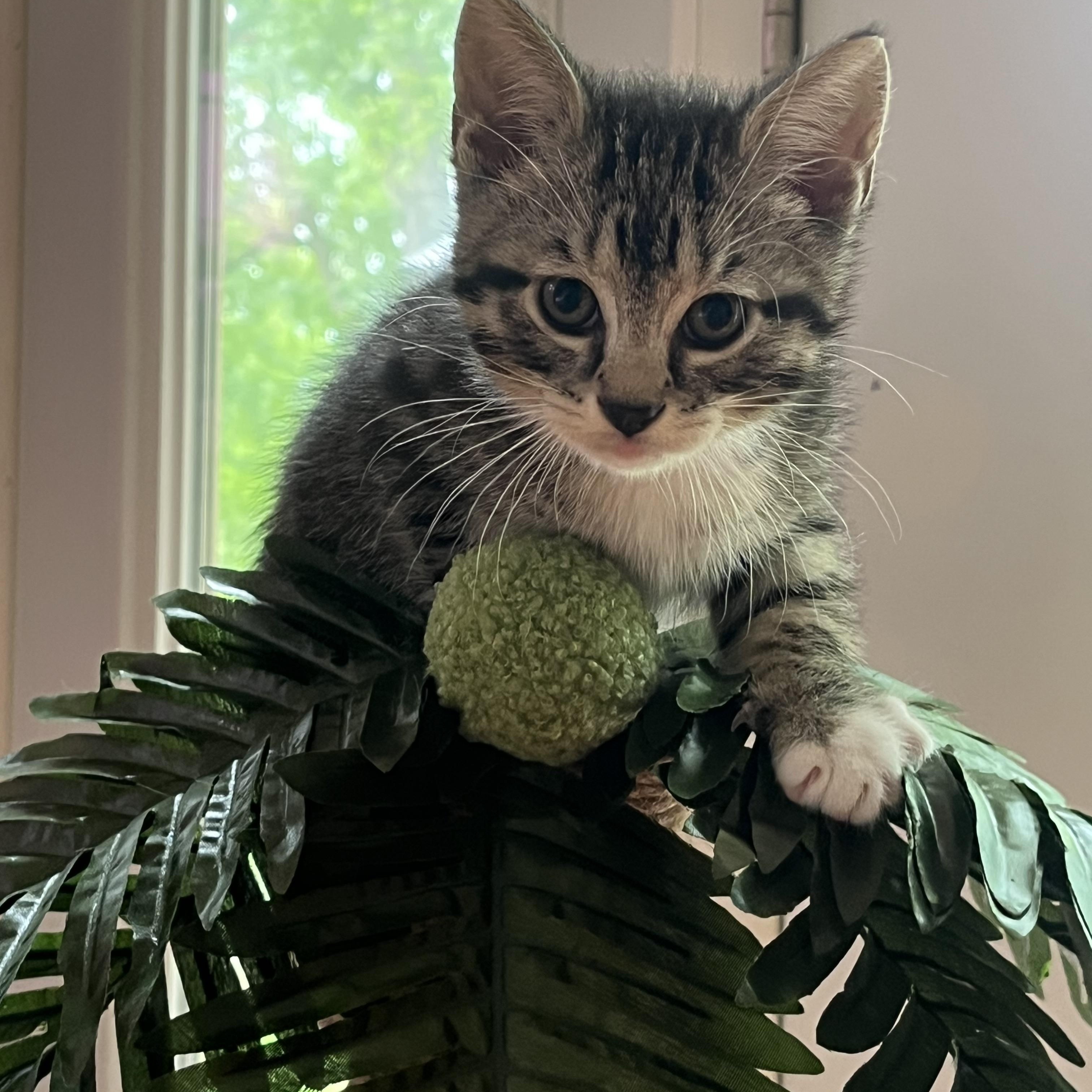 Enlarge Obsidian, an adopted Domestic Short Hair in Indianapolis, IN image 2/4