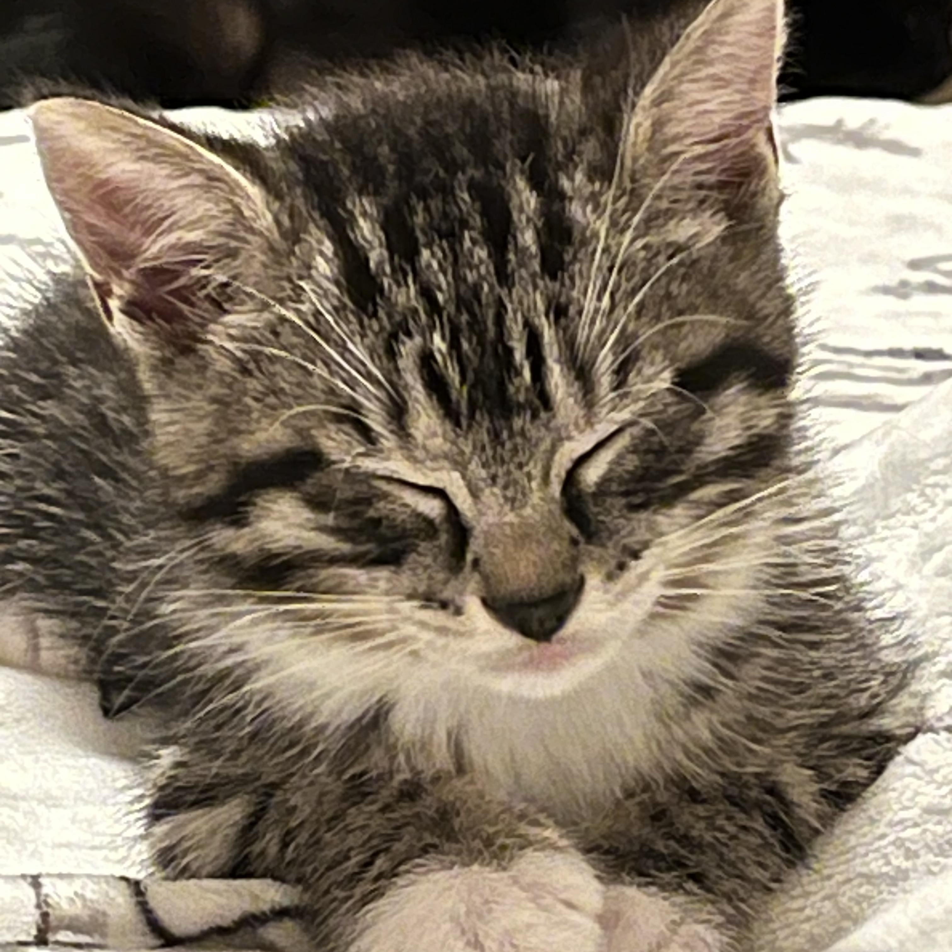 Enlarge Obsidian, an adopted Domestic Short Hair in Indianapolis, IN image 4/4