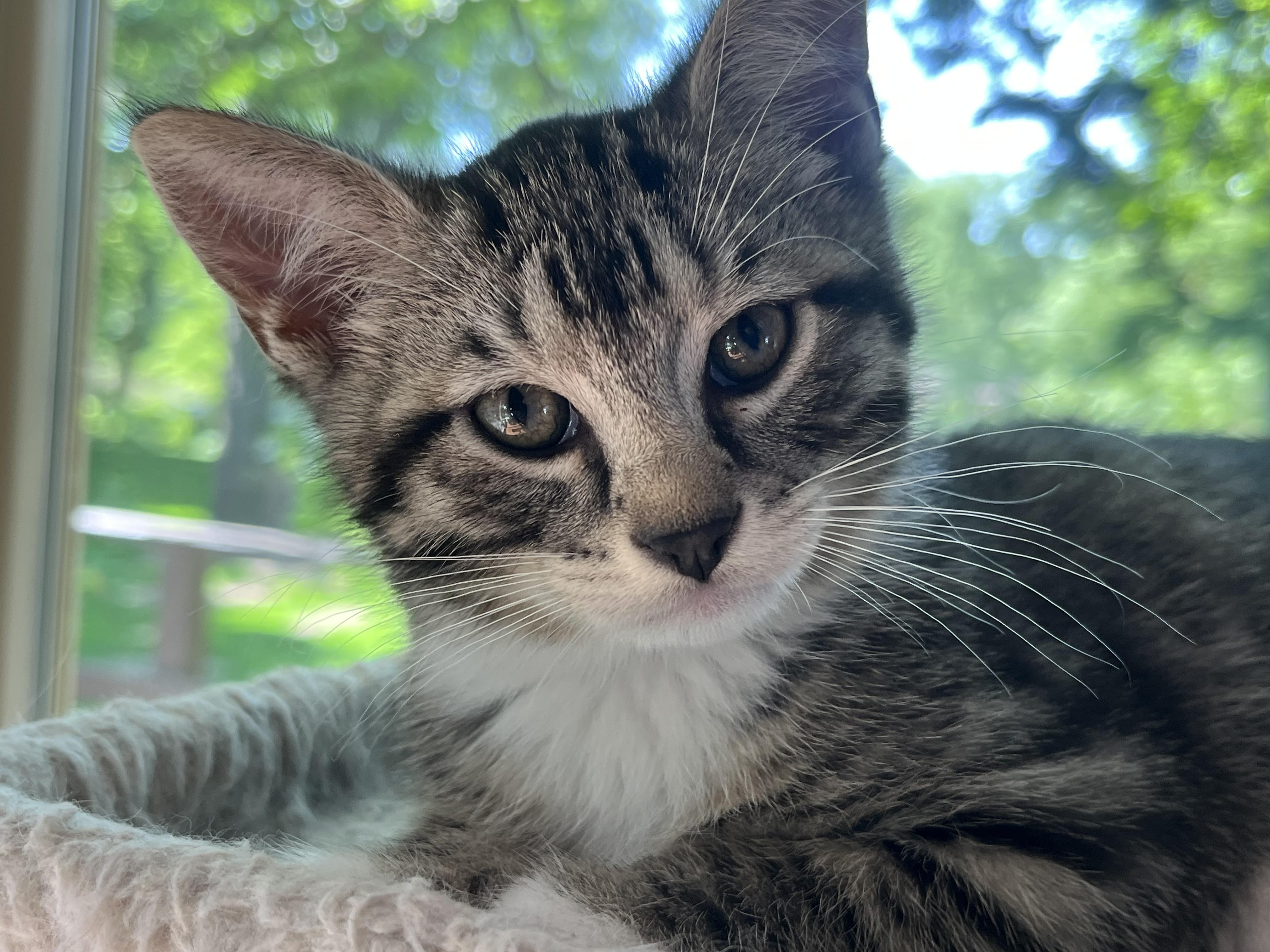 Enlarge Obsidian, an adopted Domestic Short Hair in Indianapolis, IN image 3/4