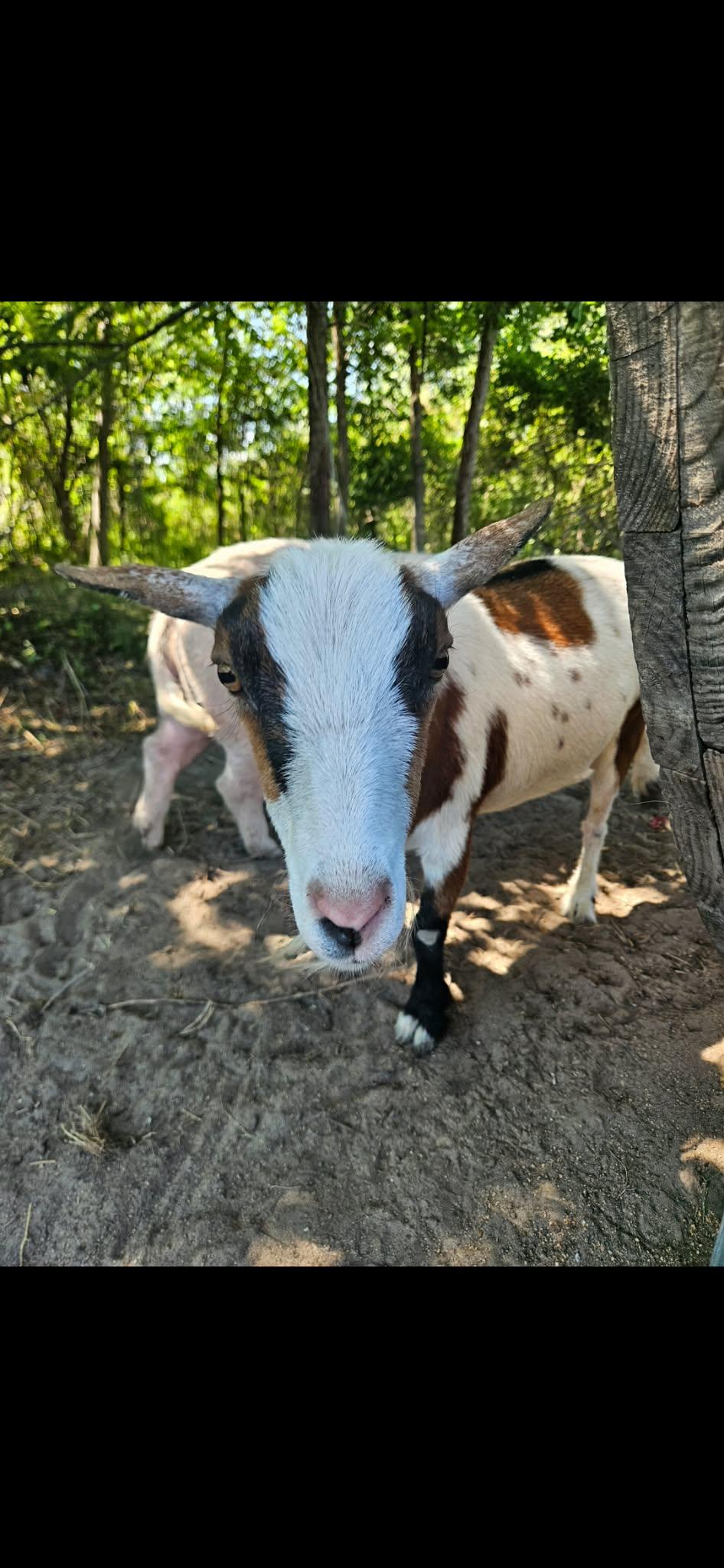 Peso, a ADOPTABLE mixed breed in China Township, MI image 4/6