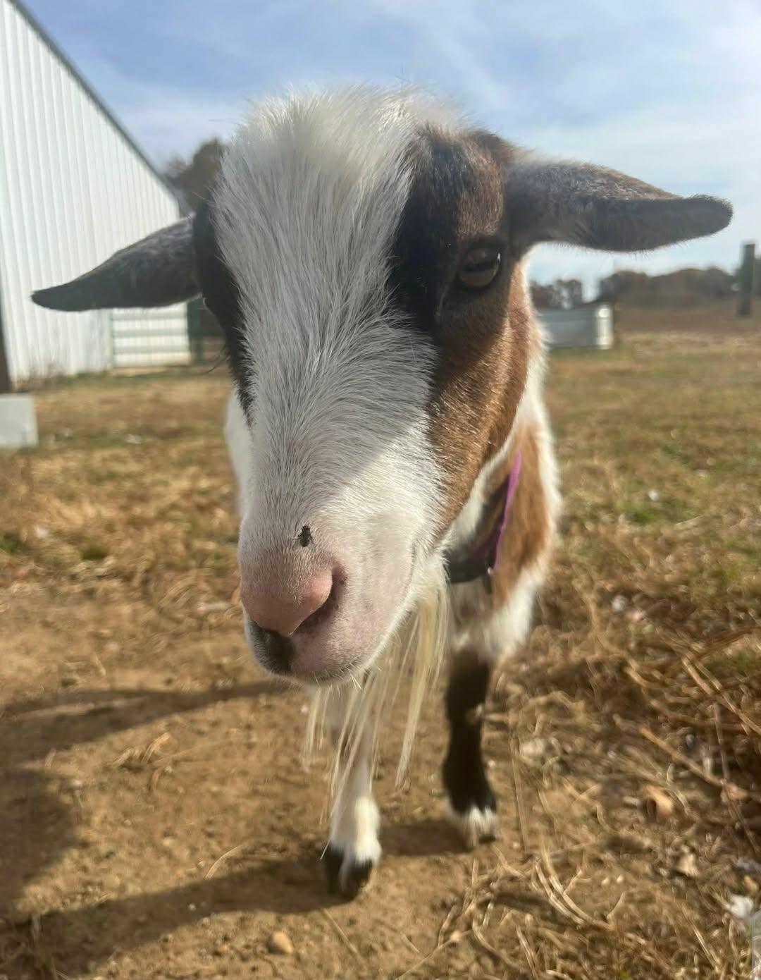 Peso, ADOPTABLE, Adult Male Nigerian Dwarf.