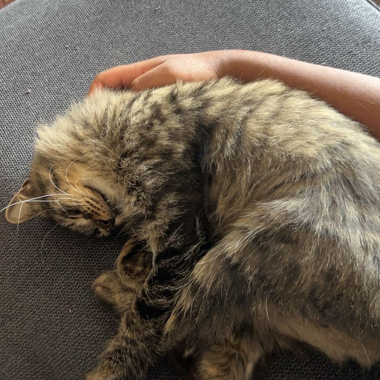 Delilah, a Adoptable mixed breed in Houston, TX image 4/5