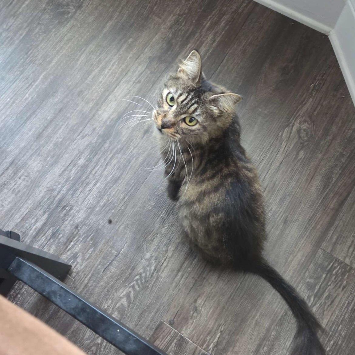 Delilah, a Adoptable mixed breed in Houston, TX image 3/5