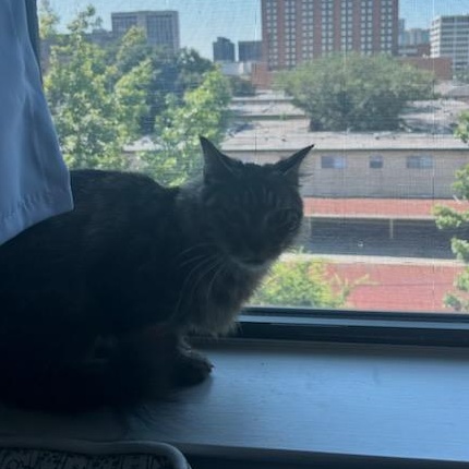 Delilah, a Adoptable mixed breed in Houston, TX image 5/5