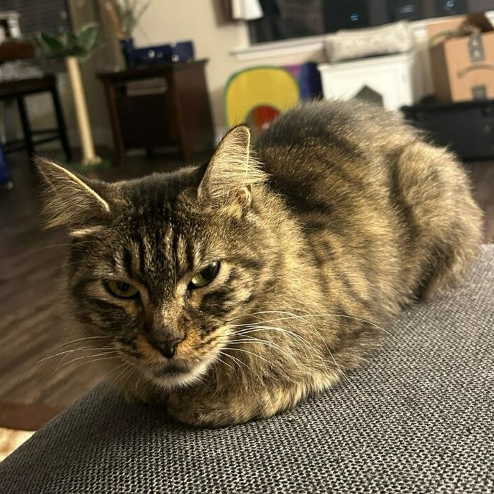 Delilah, Adoptable, Adult Female Maine Coon & Domestic Short Hair.