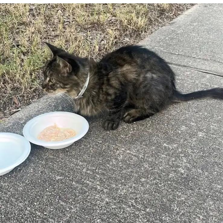 Delilah, a Adoptable mixed breed in Houston, TX image 2/5