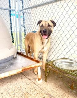 Enlarge Jaxs C39-26, a ADOPTABLE mixed breed in Nassau Bay, TX image 1/2