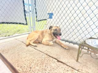 Enlarge Jaxs C39-26, a ADOPTABLE mixed breed in Nassau Bay, TX image 2/2