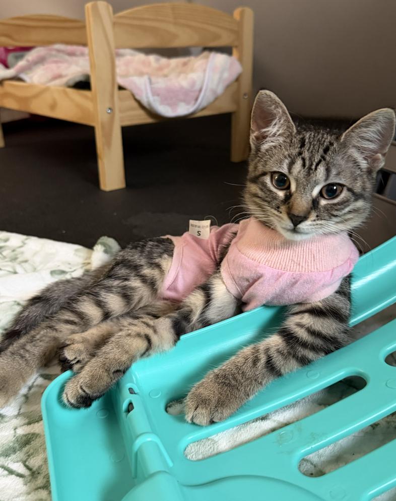Enlarge Alexis, a Adoptable Tabby in Columbus, OH image 3/6