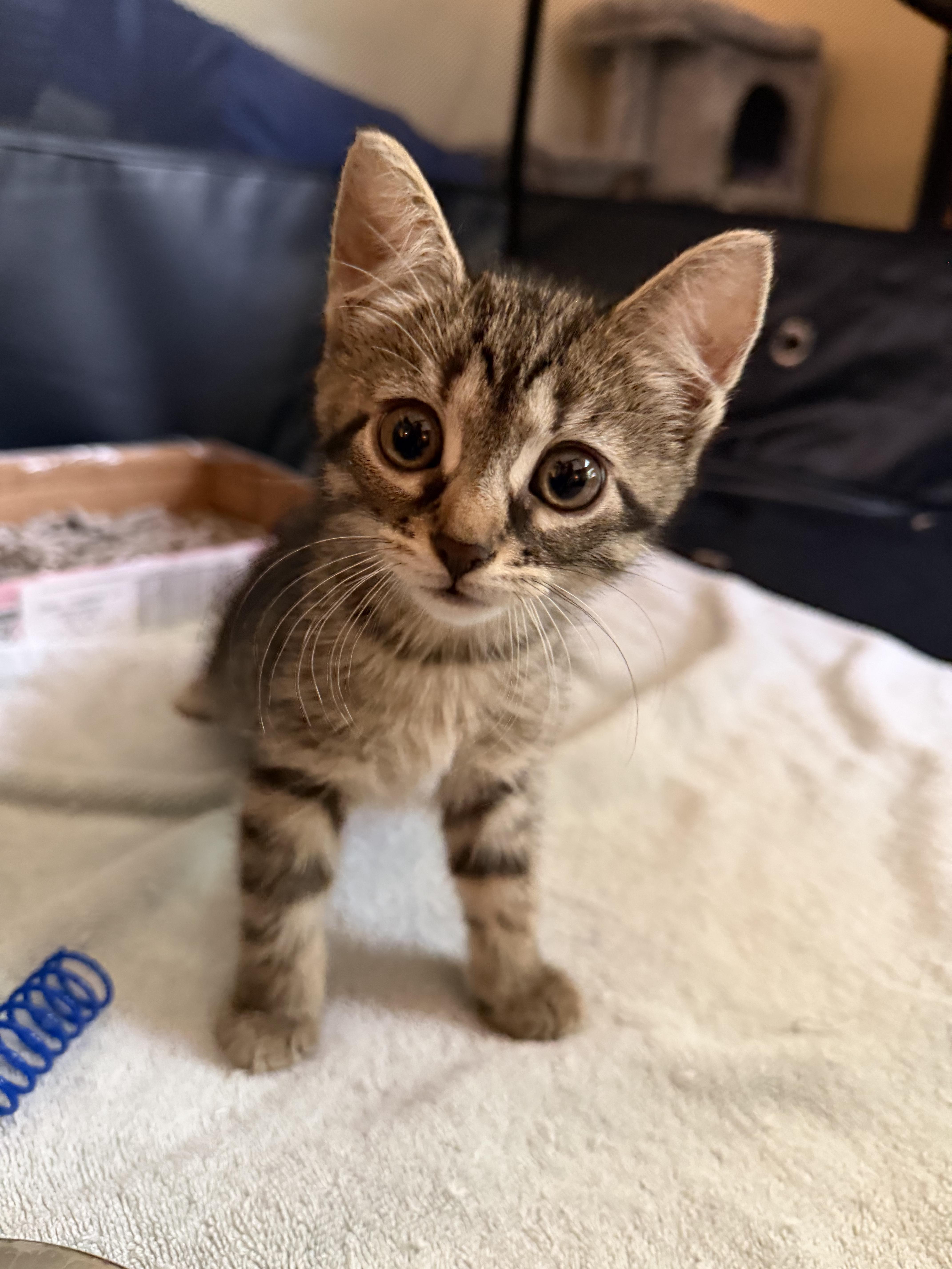 Enlarge Alexis, a Adoptable Tabby in Columbus, OH image 1/4