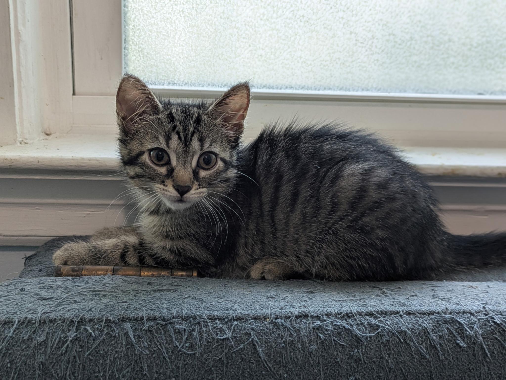 Enlarge Alexis, a Adoptable Tabby in Columbus, OH image 3/4