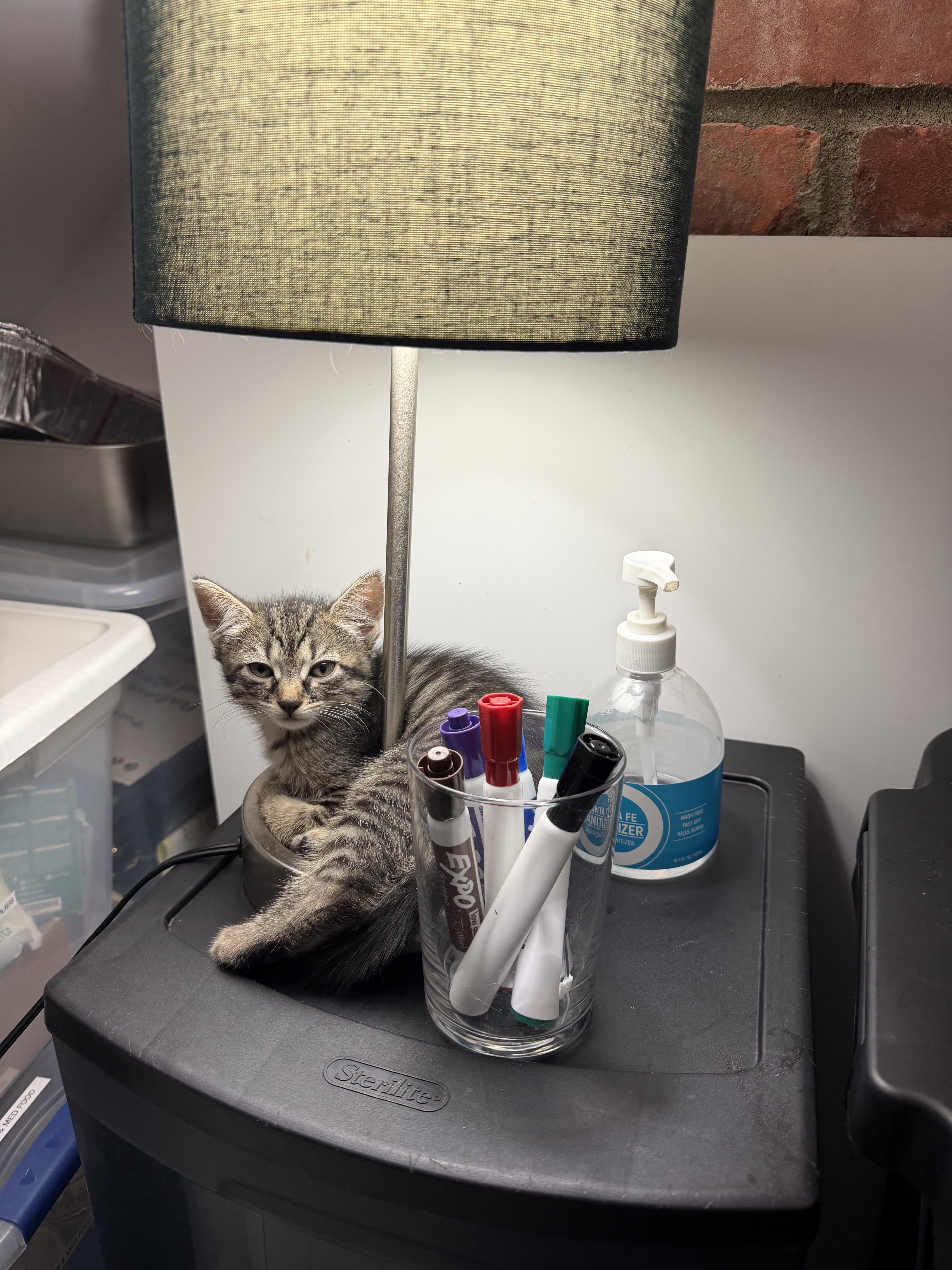 Enlarge Alexis, a Adoptable Tabby in Columbus, OH image 2/4