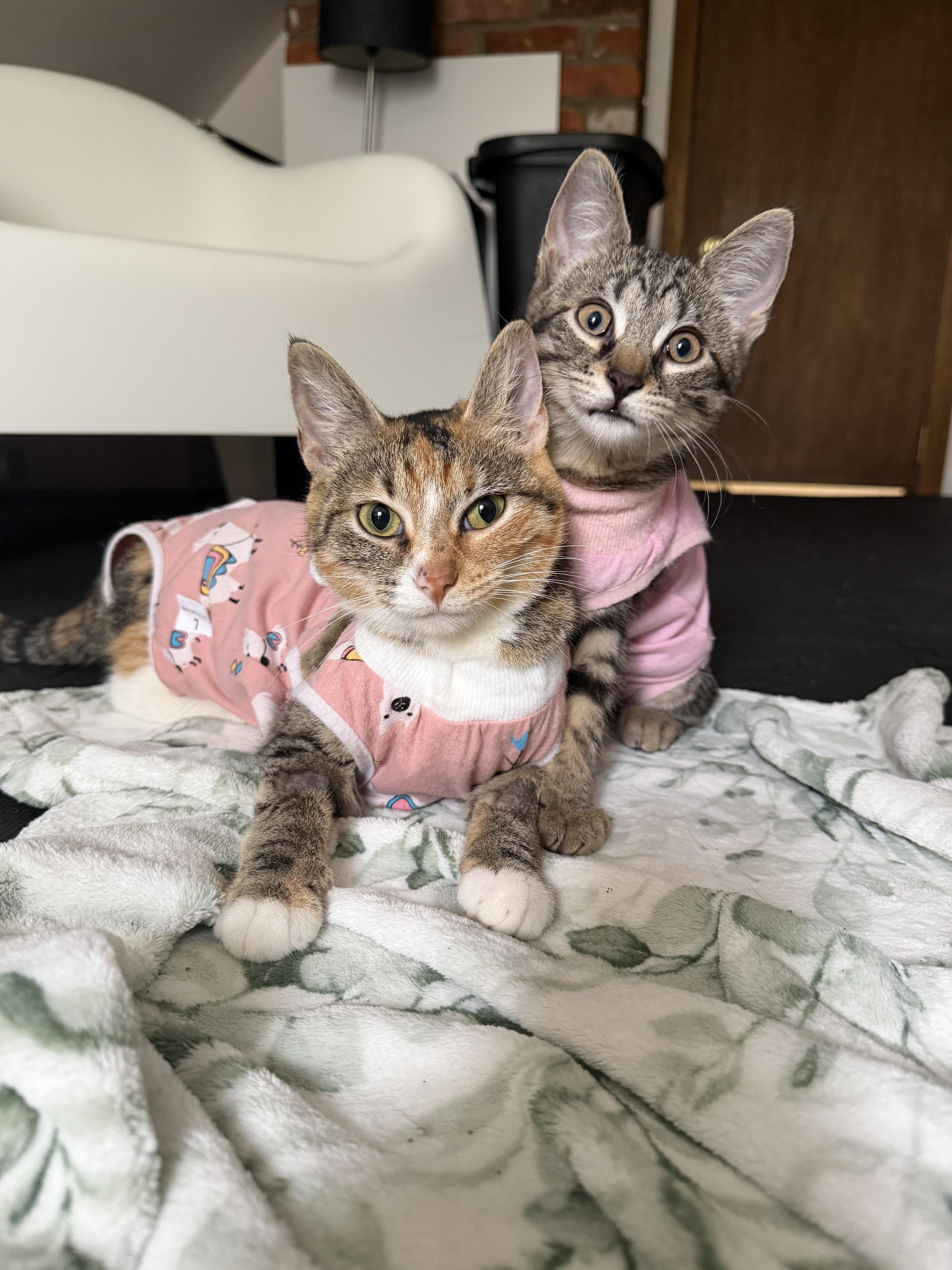 Enlarge Alexis, a Adoptable Tabby in Columbus, OH image 5/6