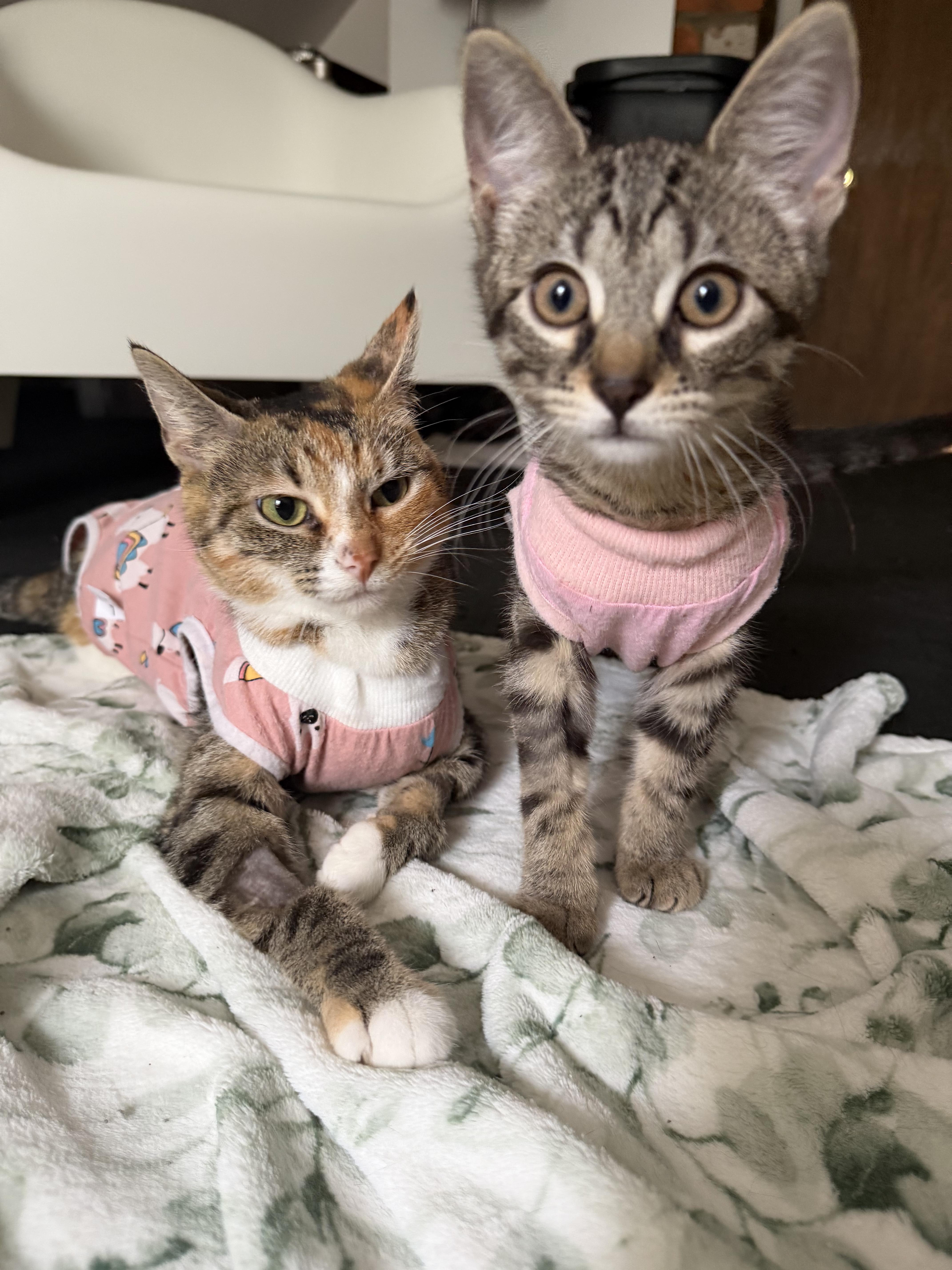 Alexis, Adoptable, Kitten Female Tabby.