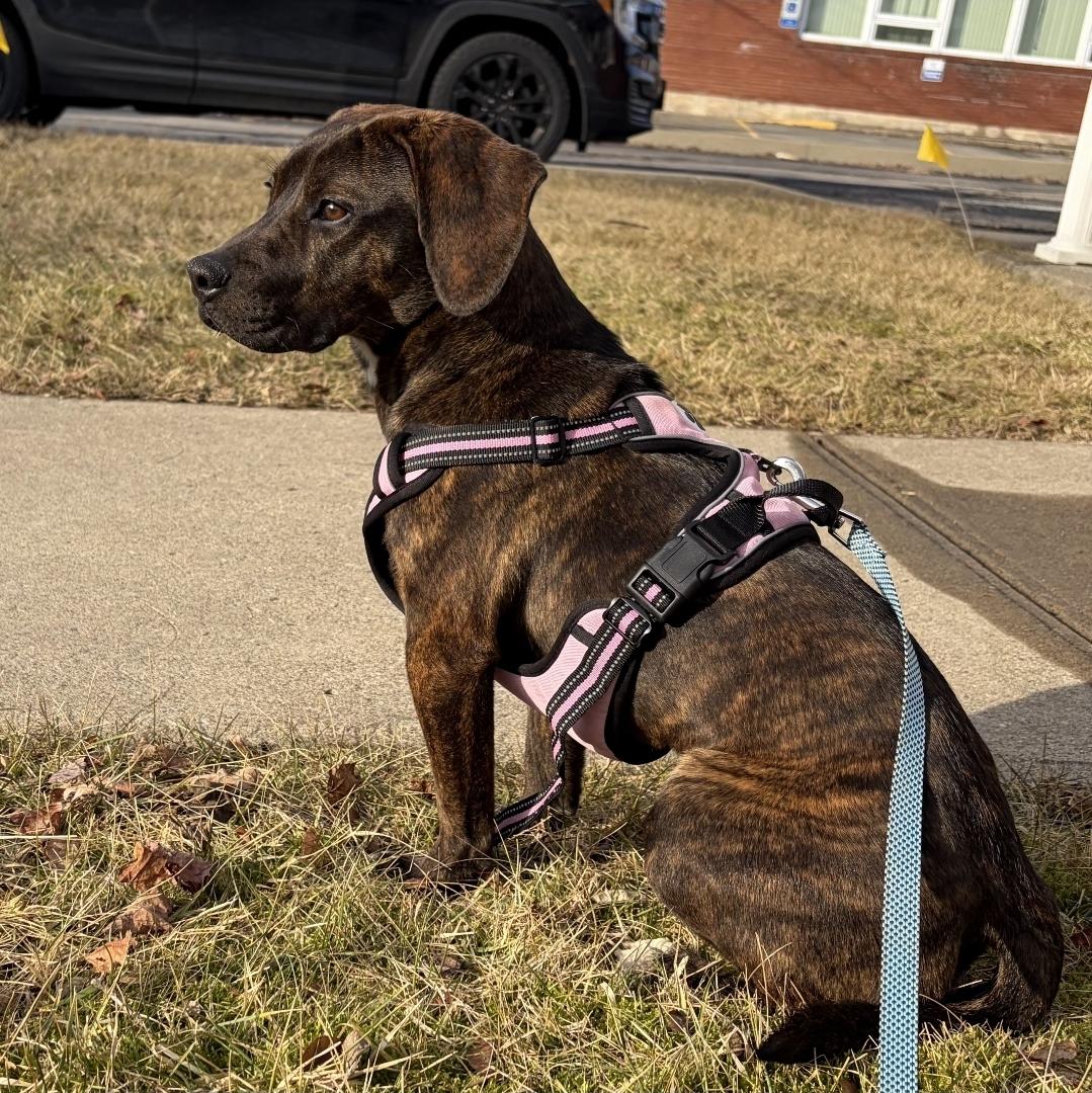 Enlarge Midnight A.K.A. Stormi, an adopted mixed breed in Hornell, NY image 3/3