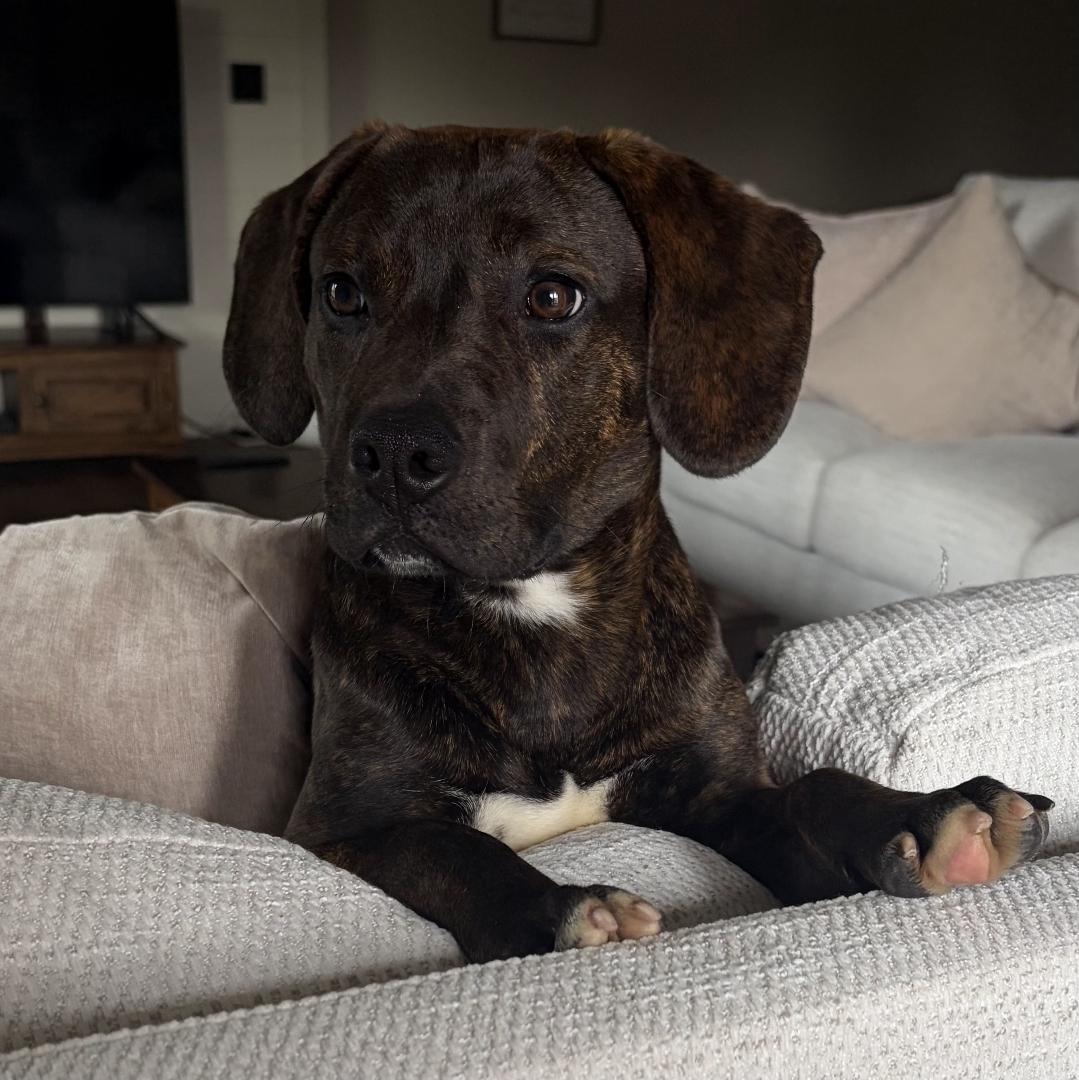 Enlarge Midnight A.K.A. Stormi, an adopted mixed breed in Hornell, NY image 2/3