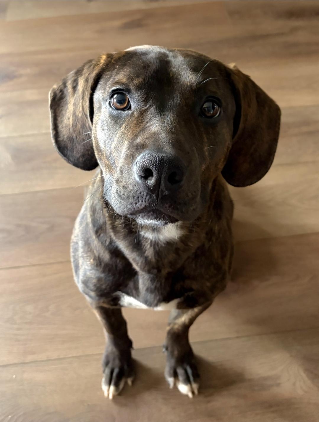 Midnight A.K.A. Stormi, adopted, Adult Female Hound.