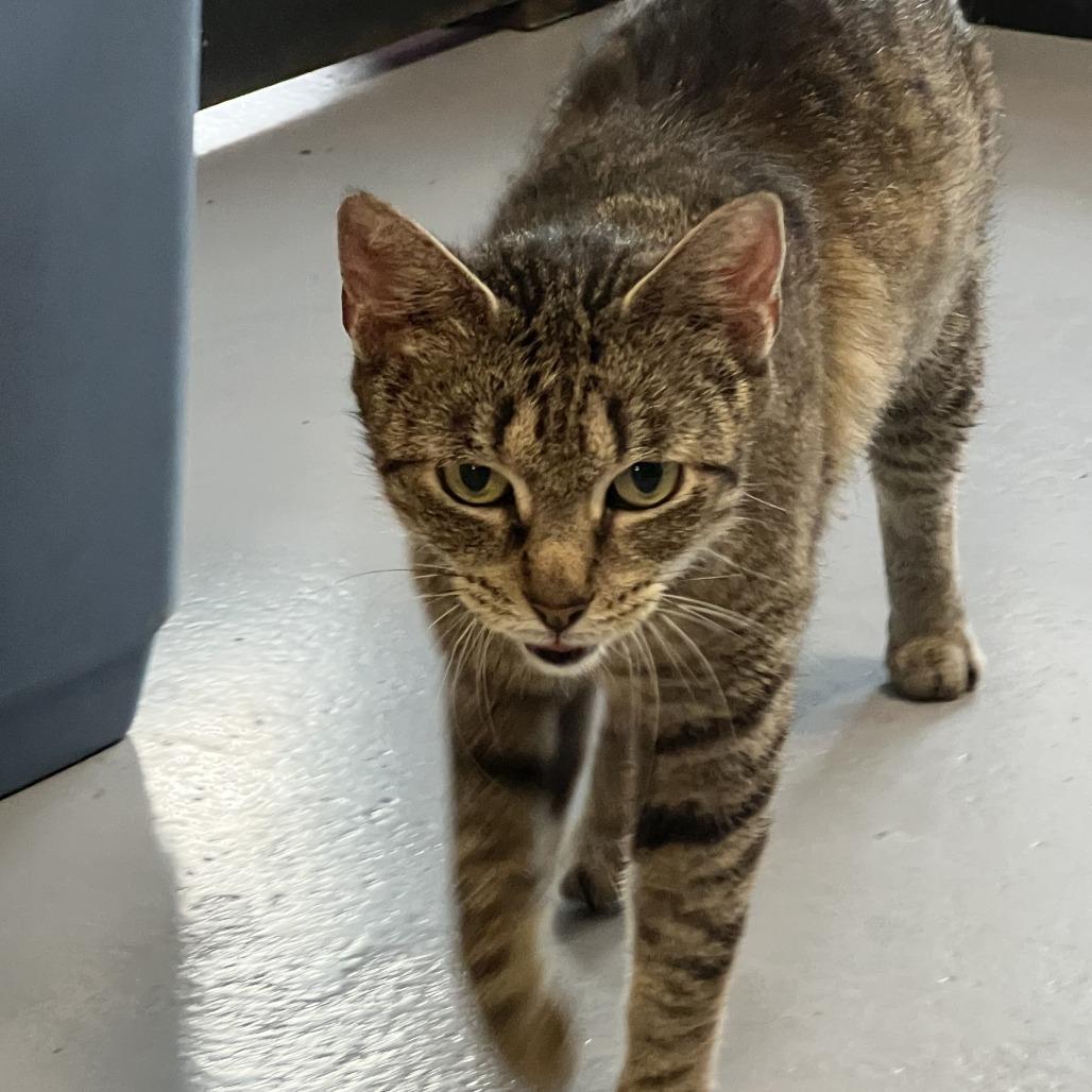 Cher, Adoptable, Adult Female American Shorthair.