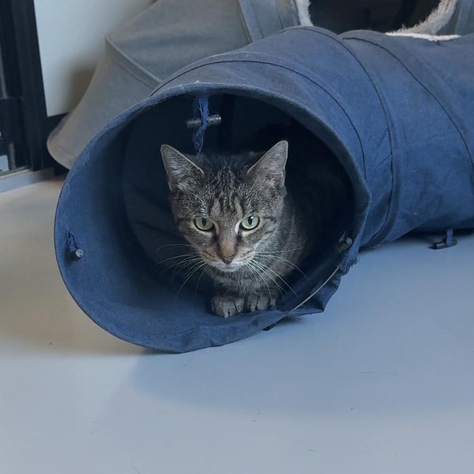 Cher, a Adoptable American Shorthair in Ponca City, OK image 2/6