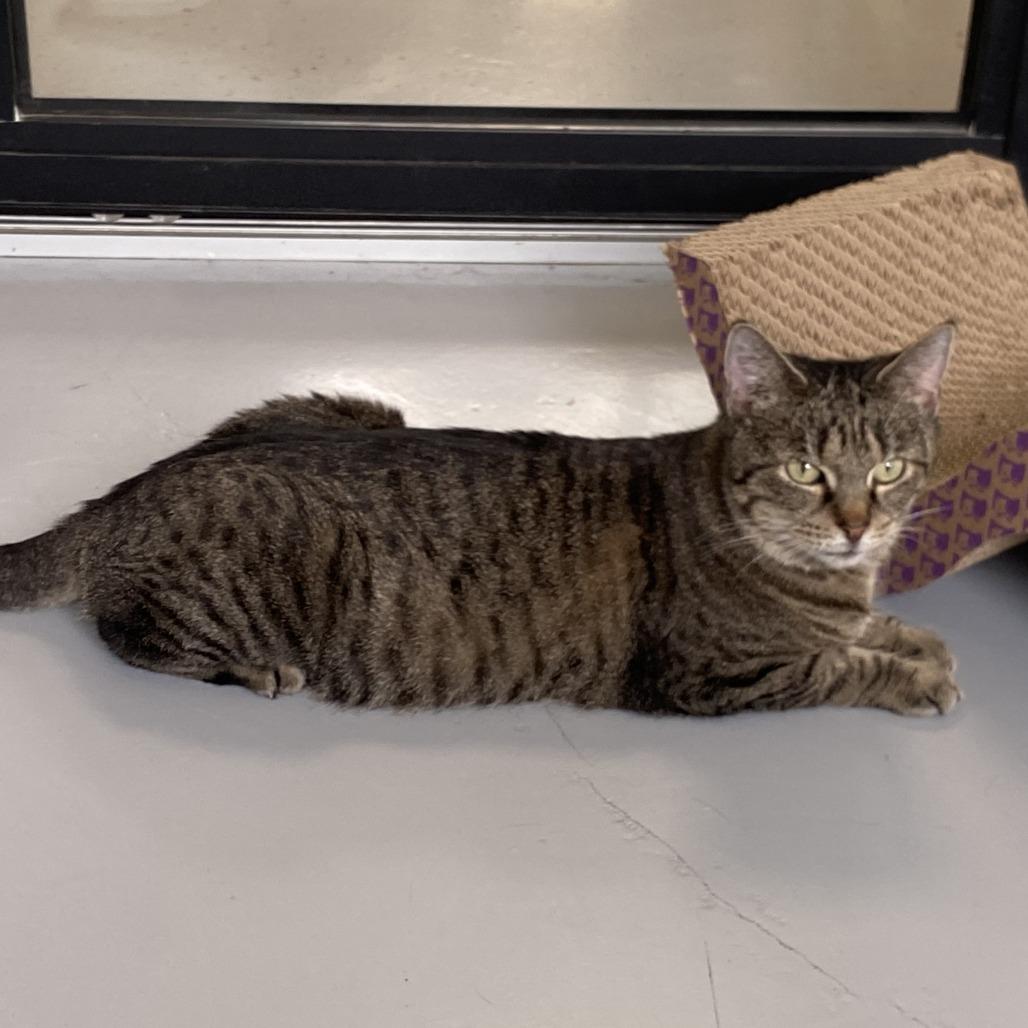 Cher, a Adoptable American Shorthair in Ponca City, OK image 3/6