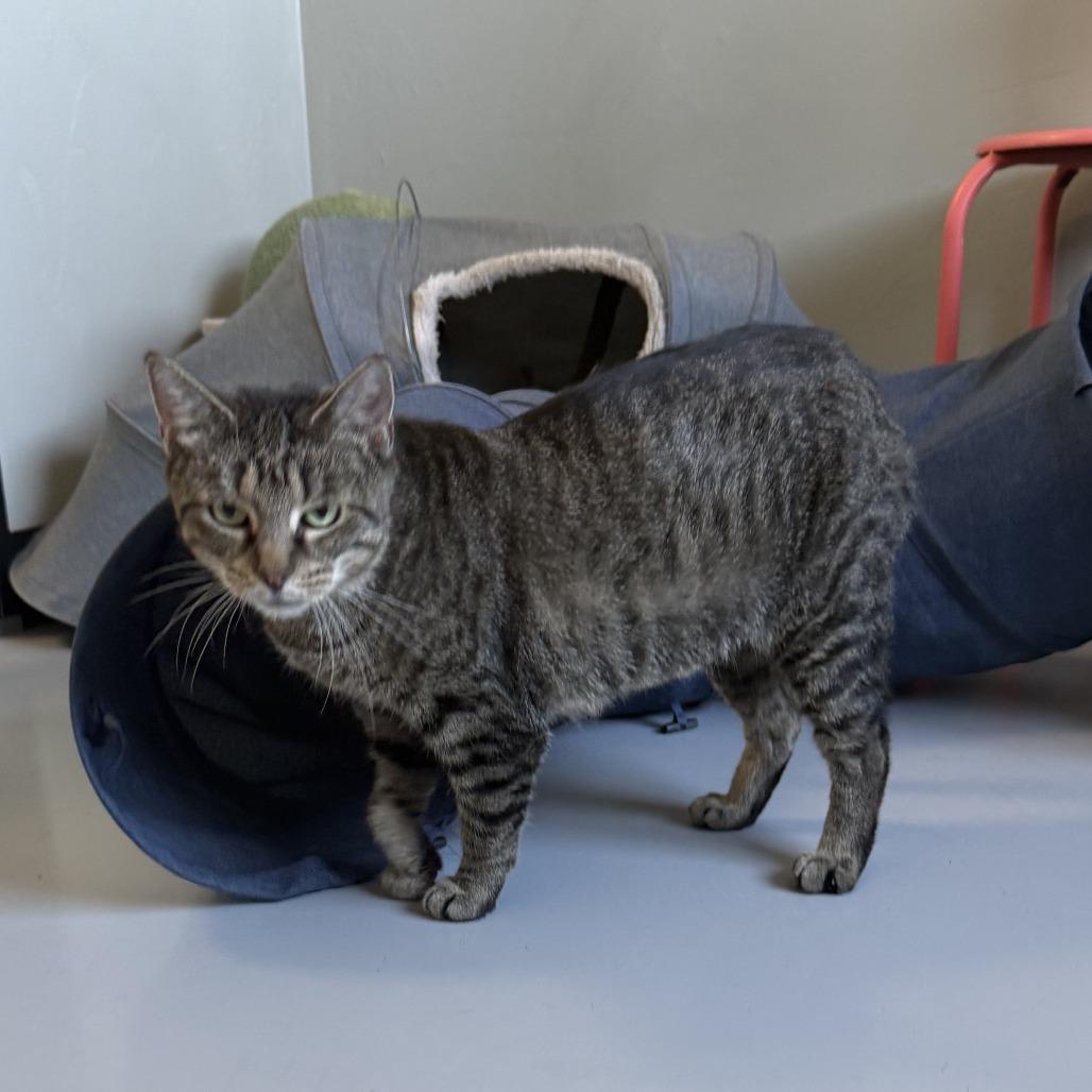 Cher, a Adoptable American Shorthair in Ponca City, OK image 5/6