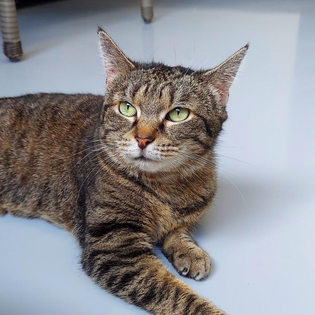 Enlarge Cher, a Adoptable American Shorthair in Ponca City, OK image 5/6