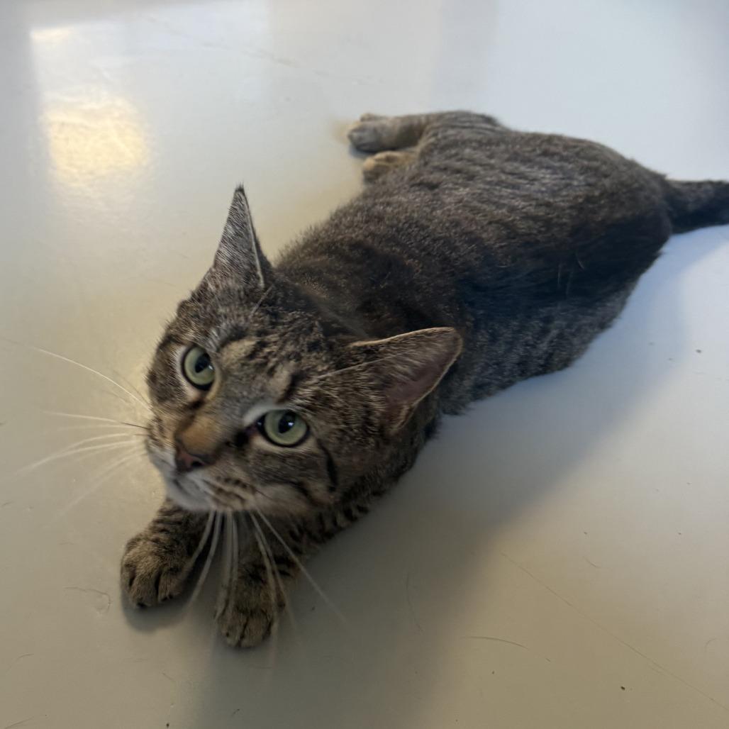 Cher, a Adoptable American Shorthair in Ponca City, OK image 6/6