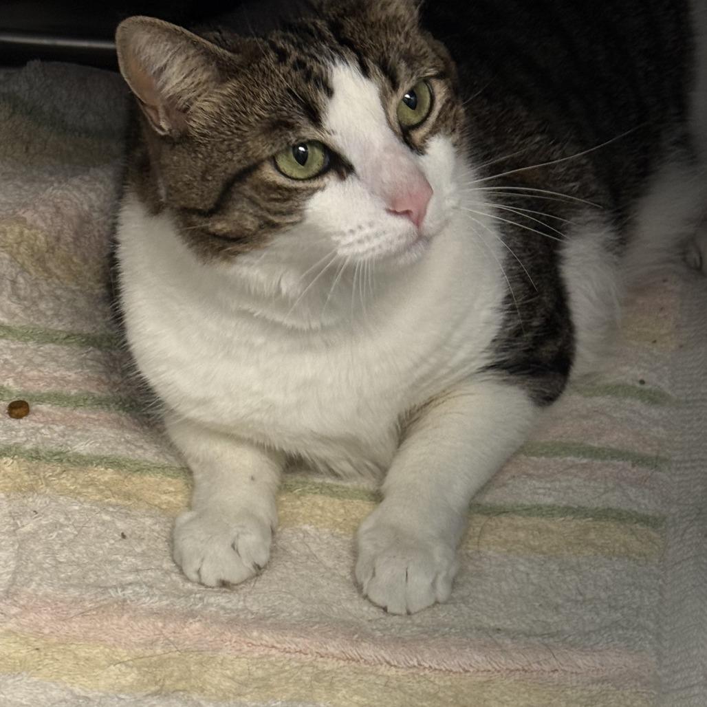 Enlarge Michelle, a Adoptable Domestic Short Hair in Philadelphia, PA image 1/6