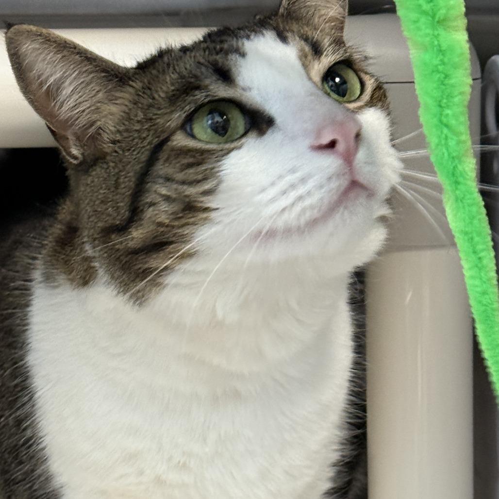 Enlarge Michelle, a Adoptable Domestic Short Hair in Philadelphia, PA image 2/6