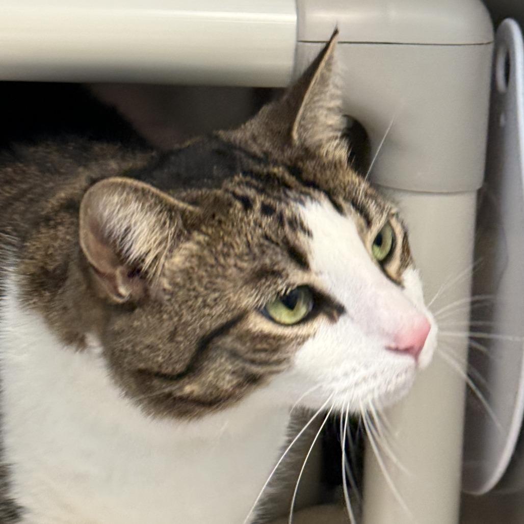 Enlarge Michelle, a Adoptable Domestic Short Hair in Philadelphia, PA image 3/6