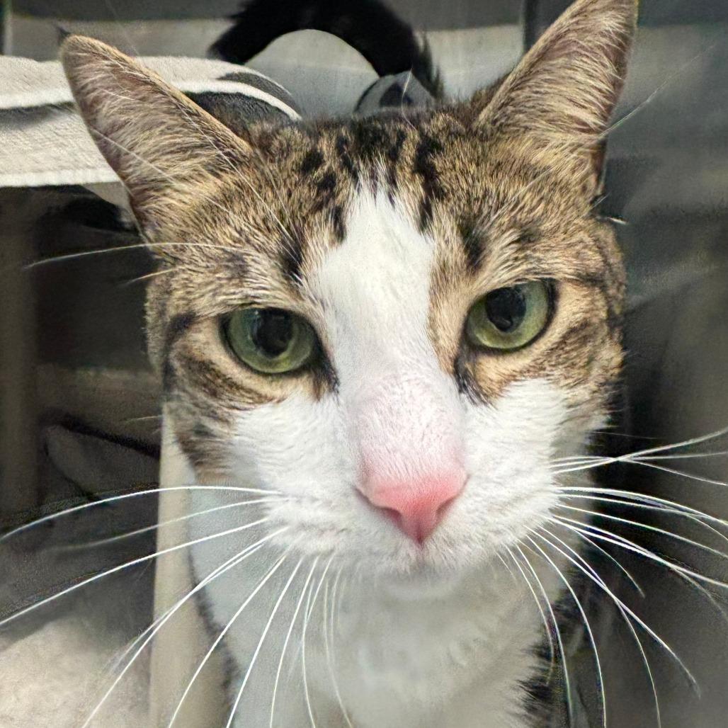 Enlarge Michelle, a Adoptable Domestic Short Hair in Philadelphia, PA image 4/6