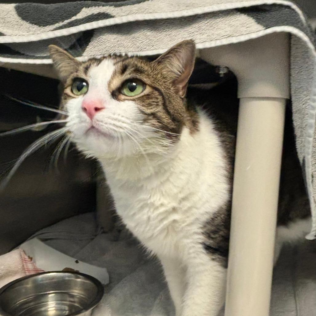 Enlarge Michelle, a Adoptable Domestic Short Hair in Philadelphia, PA image 5/6