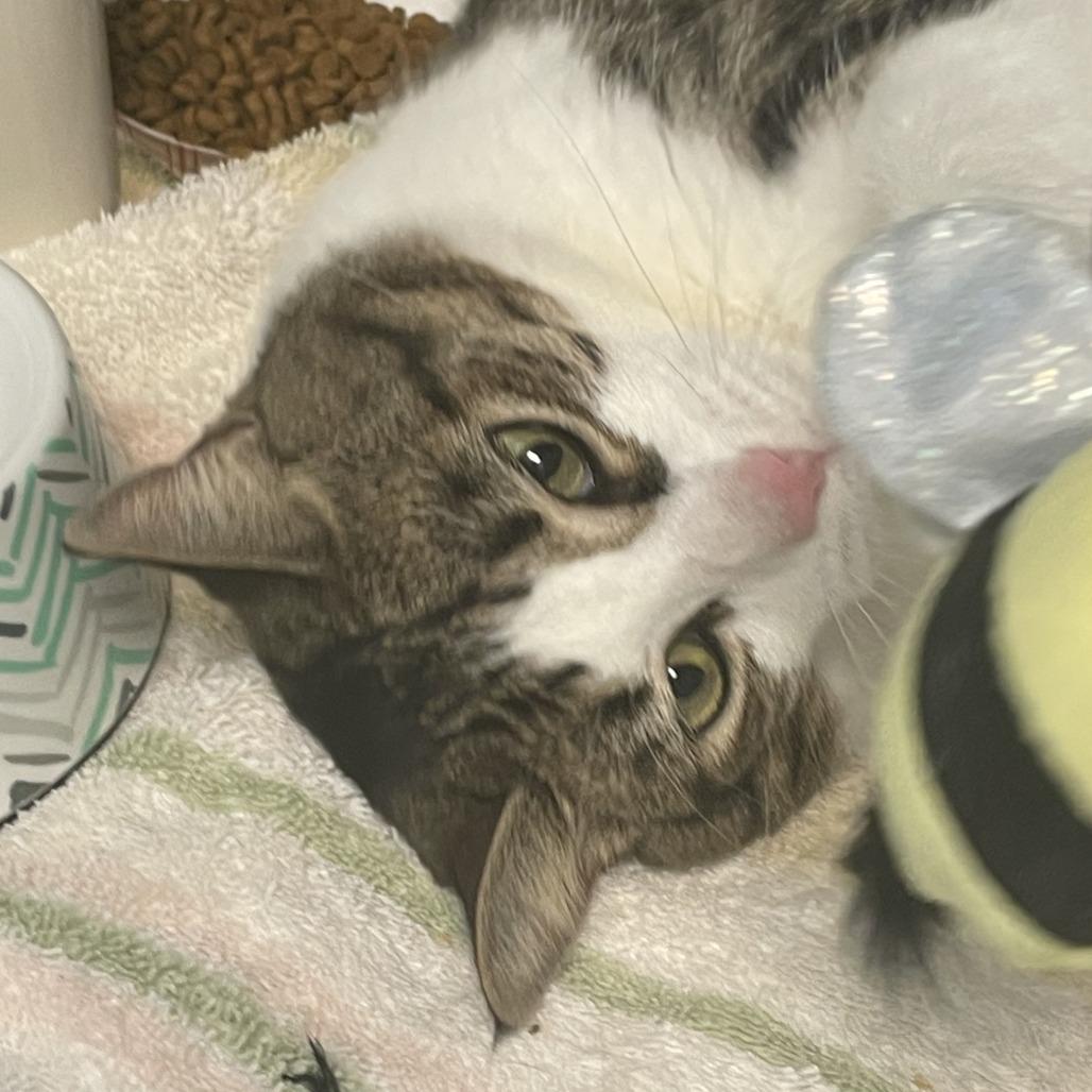 Enlarge Michelle, a Adoptable Domestic Short Hair in Philadelphia, PA image 6/6
