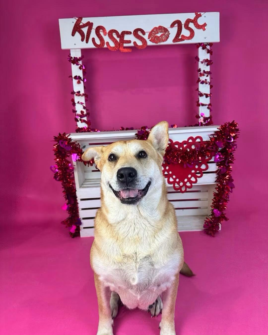 Sierra, Adoptable, Young Female Shepherd & Labrador Retriever.