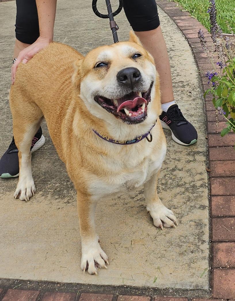 Sierra, a Adoptable mixed breed in Alvin, TX image 2/4