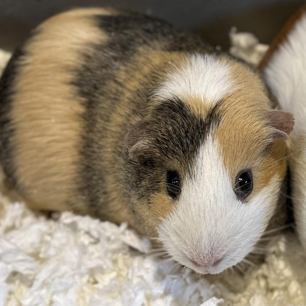 Enlarge Sweet Pea, an adopted Guinea Pig in Norwalk, CT image 1/1