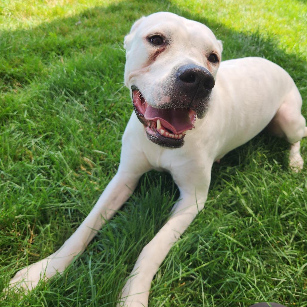 Ivori, Adoptable, Adult Female Dogo Argentino & Mixed Breed.