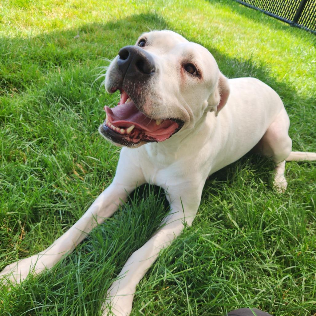 Ivori, a Adoptable mixed breed in Fort Wayne, IN image 2/4