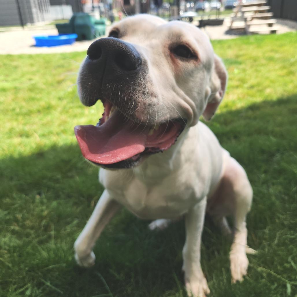 Ivori, a Adoptable mixed breed in Fort Wayne, IN image 3/4